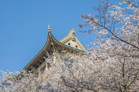 武汉大学春季樱花盛开