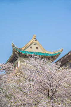 武汉大学春季樱花盛开