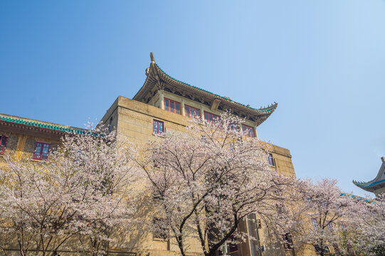 武汉大学春季樱花盛开