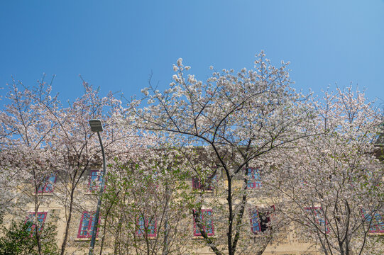 武汉大学春季樱花盛开
