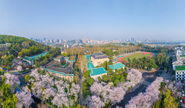 武汉大学春季樱花盛开