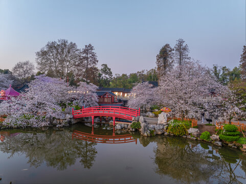 武汉东湖樱花园春季樱花盛开