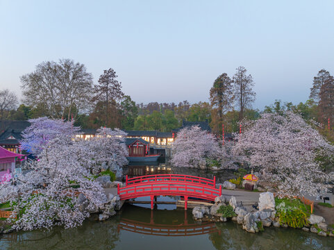 武汉东湖樱花园春季樱花盛开