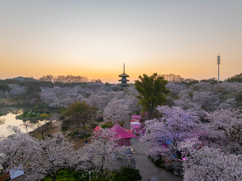 武汉东湖樱花园春季樱花盛开