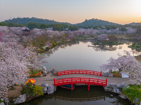 武汉东湖樱花园春季樱花盛开