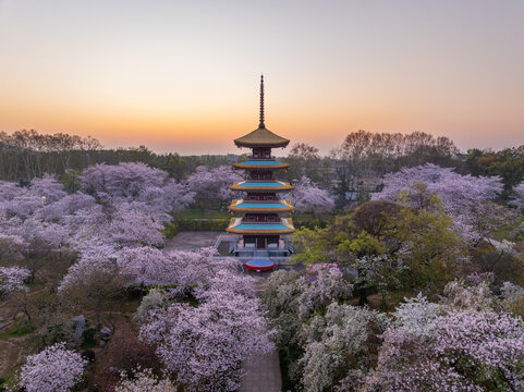 武汉东湖樱花园春季樱花盛开