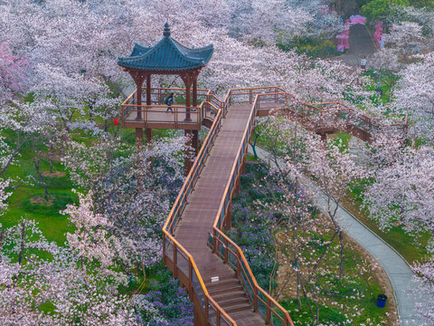 武汉东湖樱花园春季樱花盛开