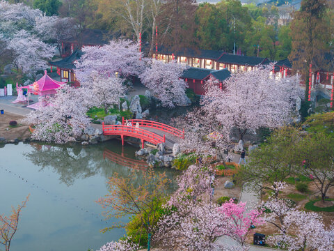 武汉东湖樱花园春季樱花盛开