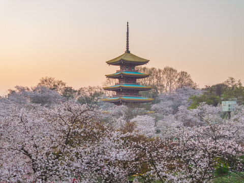 武汉东湖樱花园春季樱花盛开