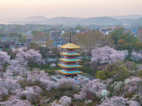 武汉东湖樱花园春季樱花盛开