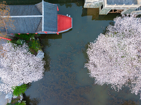 武汉东湖樱花园春季樱花盛开