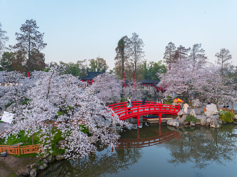 武汉东湖樱花园春季樱花盛开