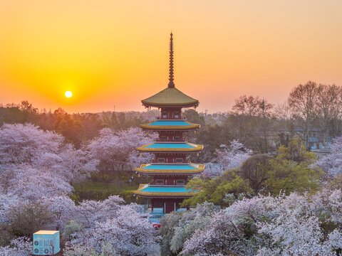 武汉东湖樱花园春季樱花盛开