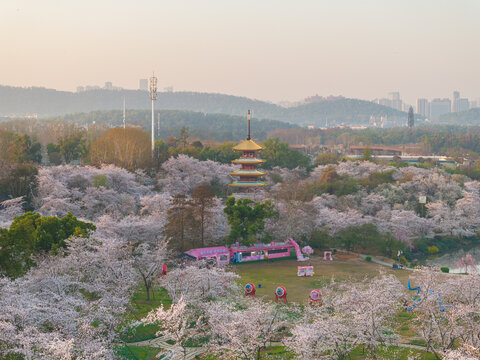 武汉东湖樱花园春季樱花盛开