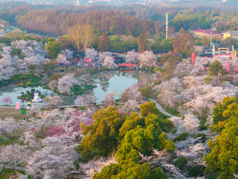 武汉东湖樱花园春季樱花盛开