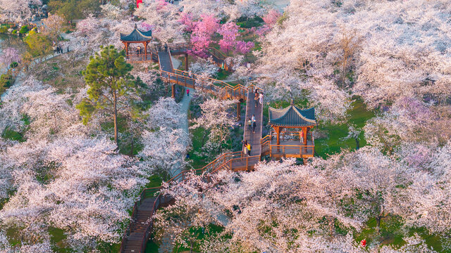 武汉东湖樱花园春季樱花盛开
