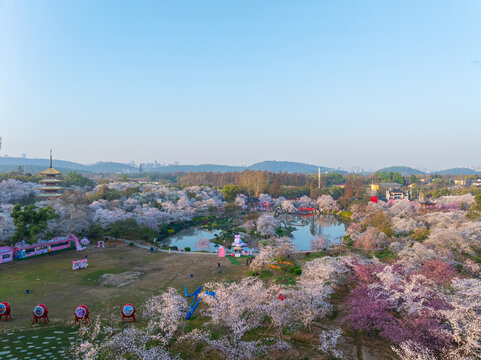 武汉东湖樱花园春季樱花盛开