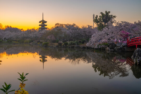 武汉东湖樱花园春季樱花盛开