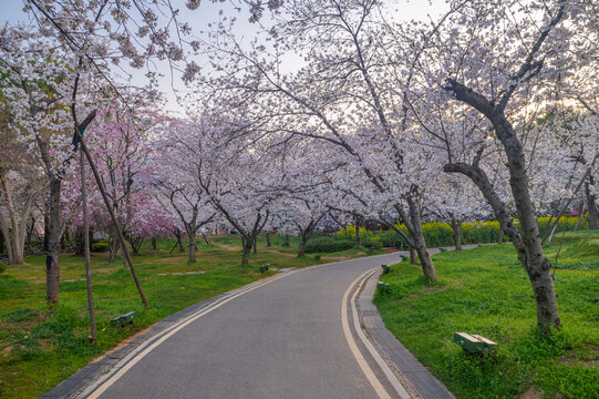 武汉东湖樱花园春季樱花盛开