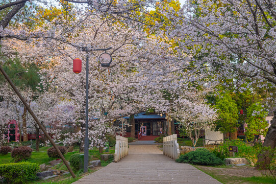 武汉东湖樱花园春季樱花盛开