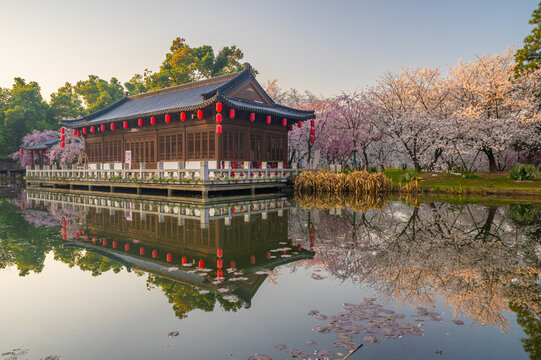 武汉东湖樱花园春季樱花盛开