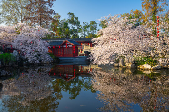 武汉东湖樱花园春季樱花盛开