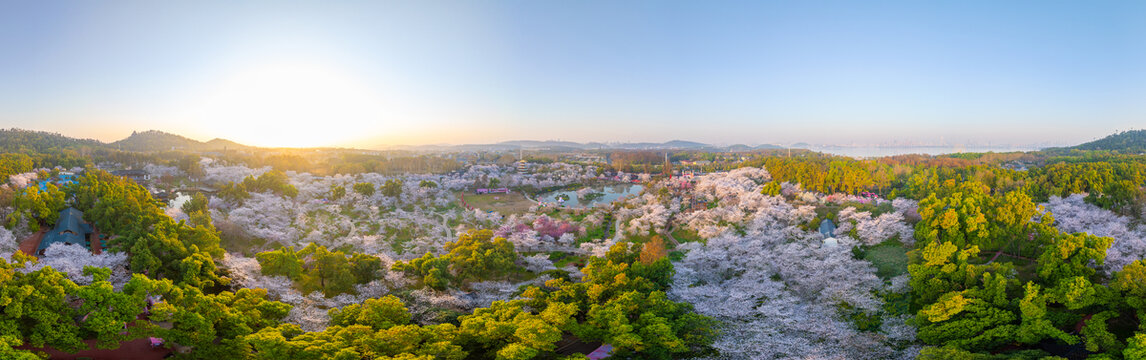 武汉东湖樱花园春季樱花盛开