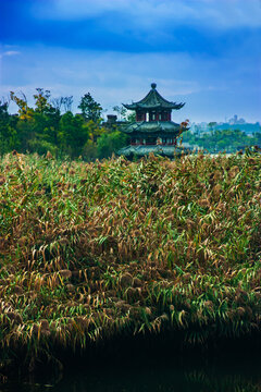 湿地景观