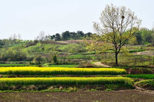 春天乡村田园油菜花开满山间