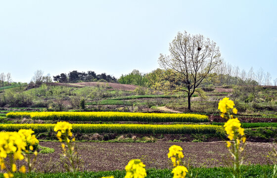 春天乡村田园油菜花开满山间