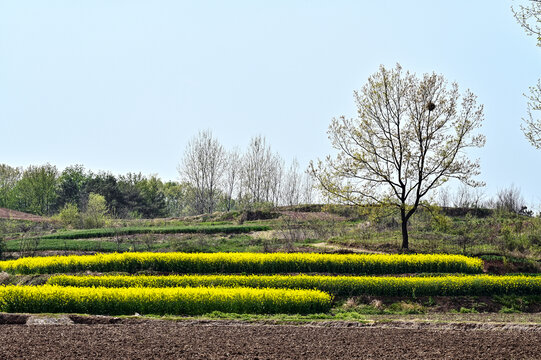 春天乡村田园油菜花开满山间