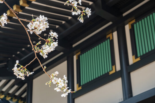 日本樱花神社古建筑旅游摄影旅行