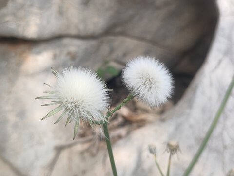 苣荬菜