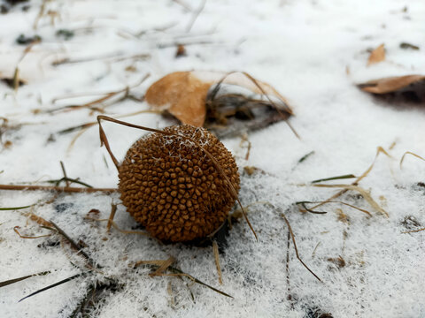 雪落无声