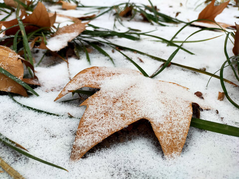 雪落无声