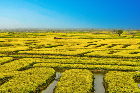 水乡油菜花海