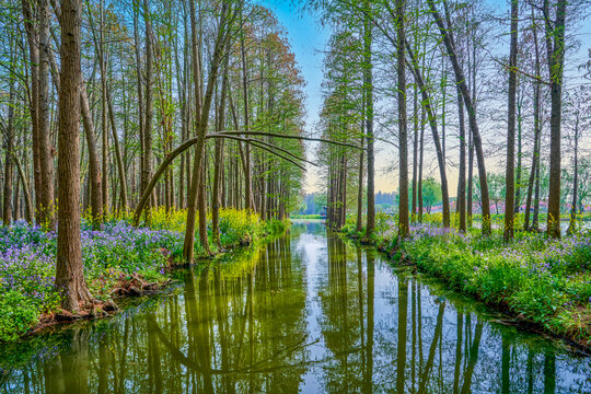 水上森林隧道