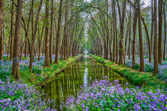 水上林荫隧道