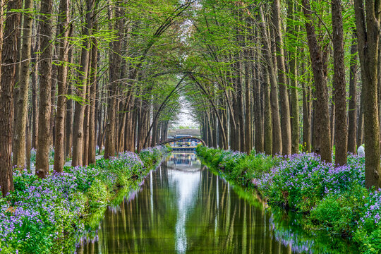 水上森林隧道