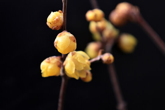 盛开的腊梅花