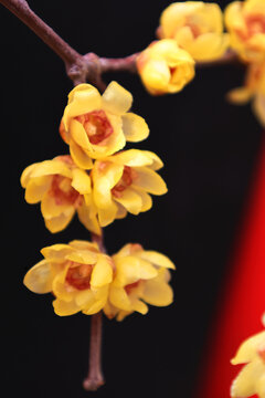 腊梅花盛开