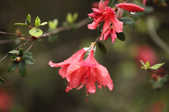 杜鹃花