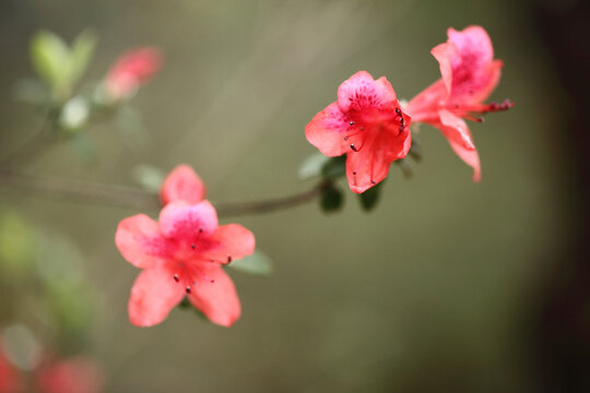 杜鹃花