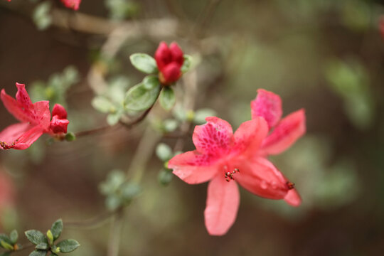 杜鹃花