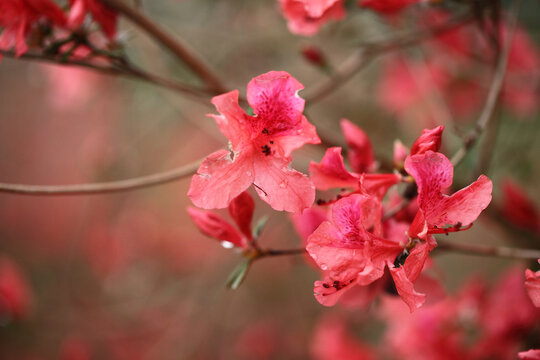杜鹃花