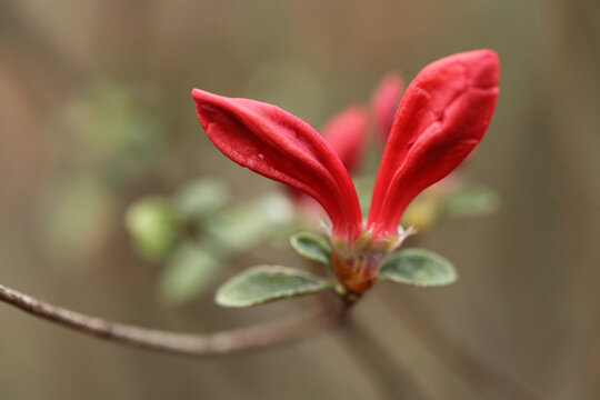 杜鹃花