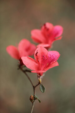 杜鹃花