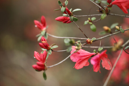 杜鹃花