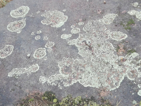 苔藓植物