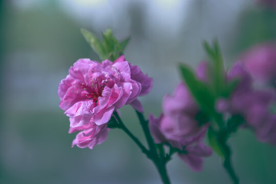 碧桃花